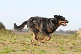 BEAUCERON 341